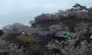 【 岡山県】津山城（鶴山公園）の桜をライブカメラで見よう！